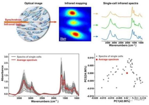 上海高研院在同步輻射單細胞紅外顯微成像研究中取得新突破，推動醫(yī)學研究邁入新階段